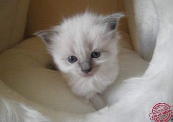 femelle blue colourpoint - RESERVEE - Chatterie Ragdolls du Val de Beauvoir